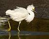 Snowy Egret-12